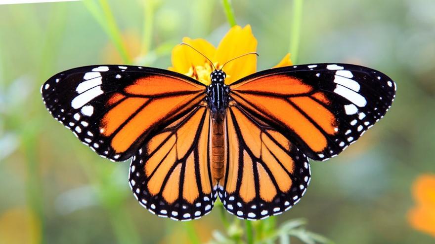 &#039;Moya en Flor&#039; se celebra con la suelta de un centenar de mariposas monarcas