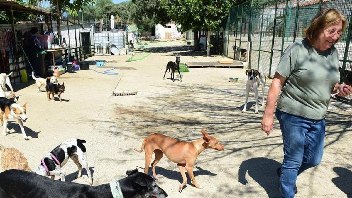 El Refugio de Plasencia anima a apadrinar perros para ayudar con los gastos.