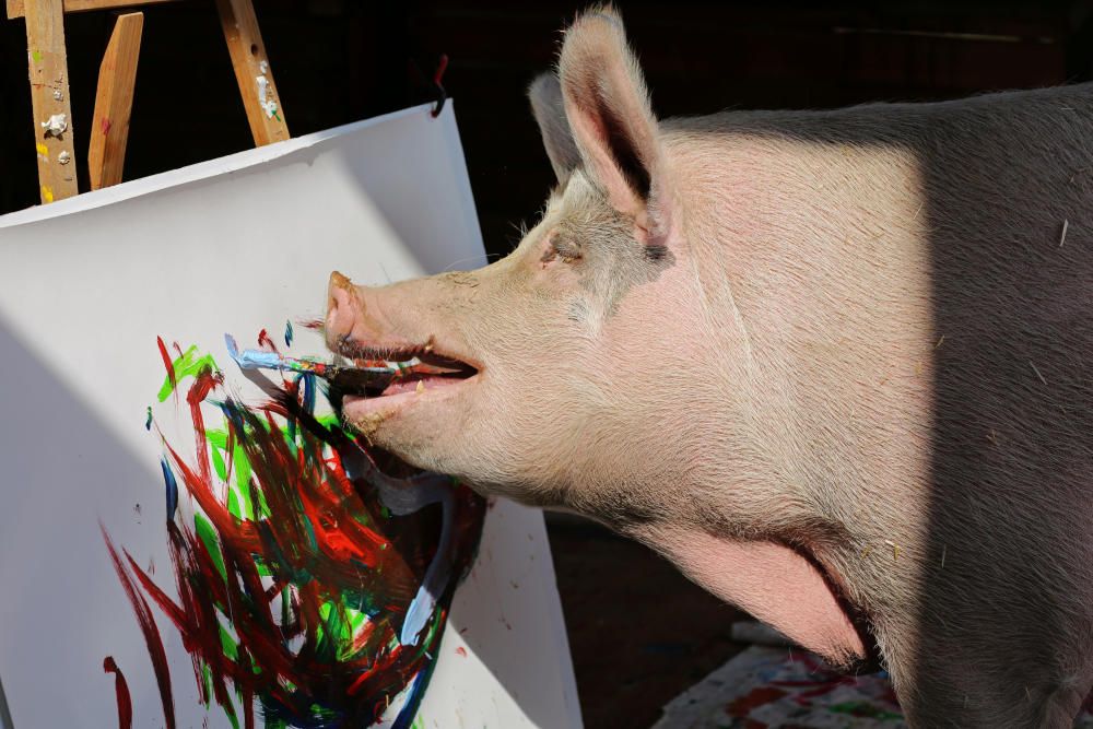 Pigcasso, a rescued pig, paints on a canvas at ...