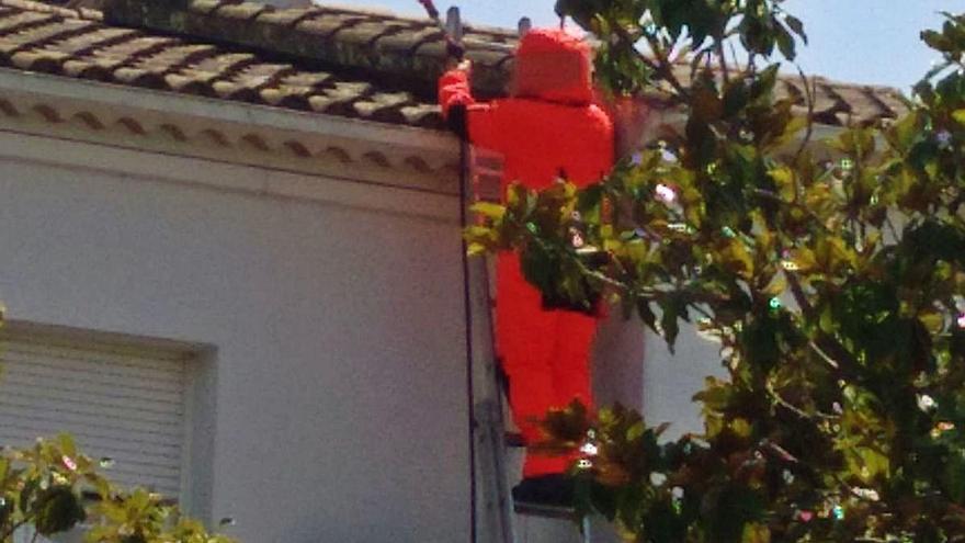 Detectats nius de vespa asiàtica al carrer Reggio Emilia de Girona
