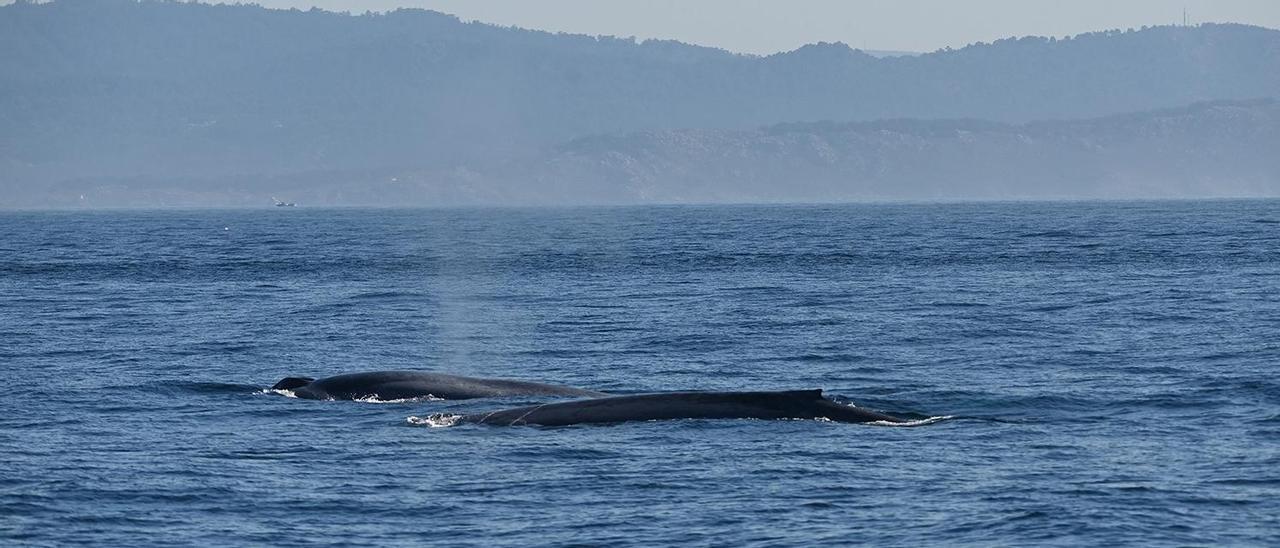 Ballenas estudiadas por el BDRI cuando se alimentaban muy cerca de la costa de las Rías Baixas, el sábado pasado.