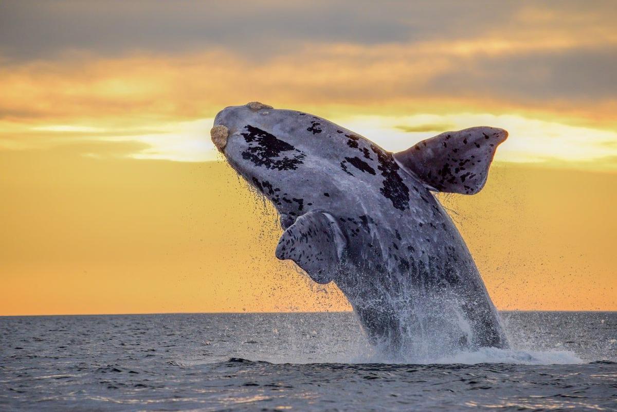 Península Valdés, Argentina, mejores lugares para avistar ballenas