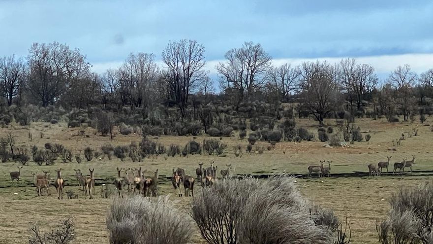 Nueva protesta del campo en Zamora: &quot;la fauna salvaje nos come&quot;