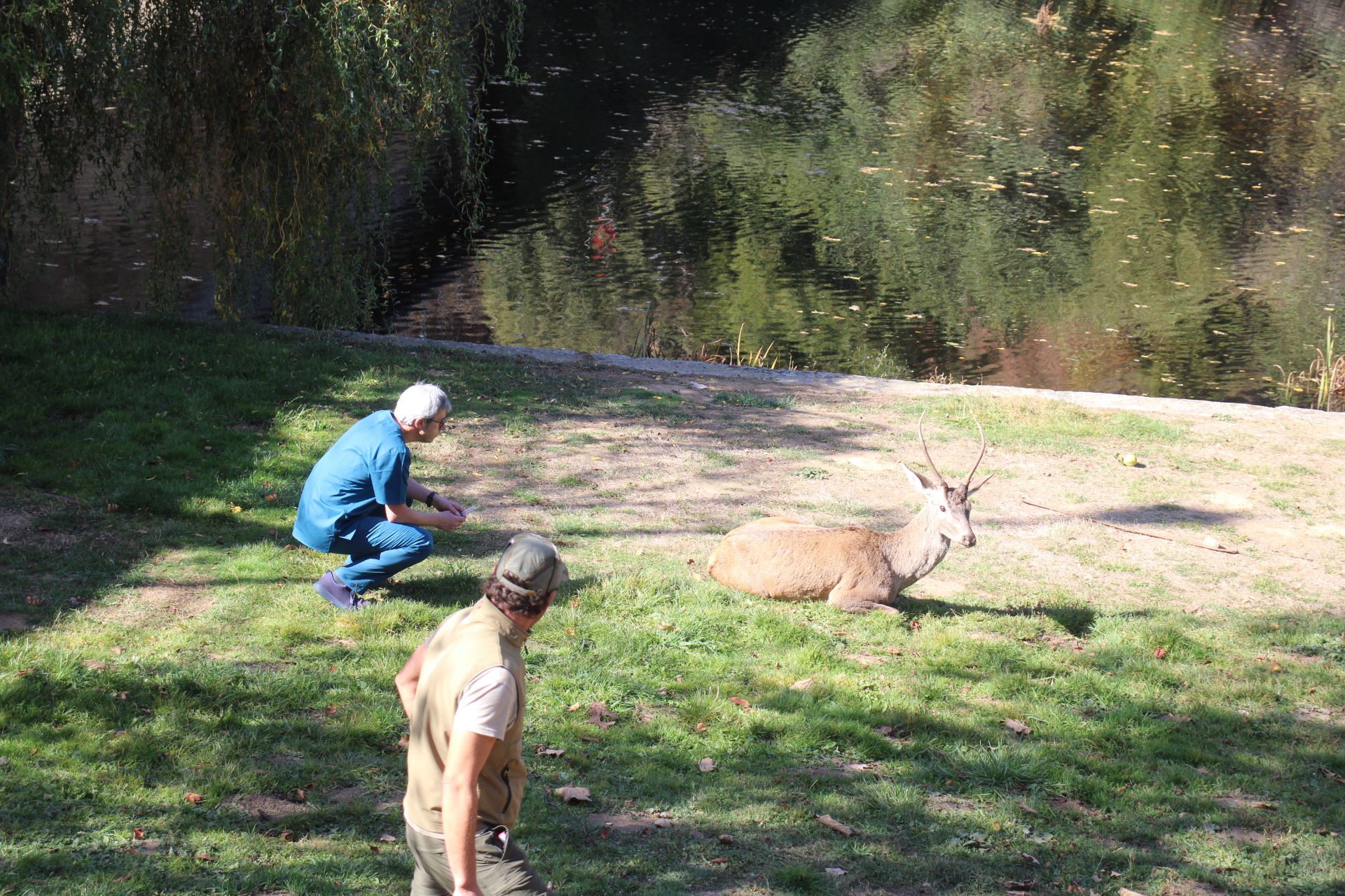 GALERÍA | Rescate de un ciervo enfermo en Puebla