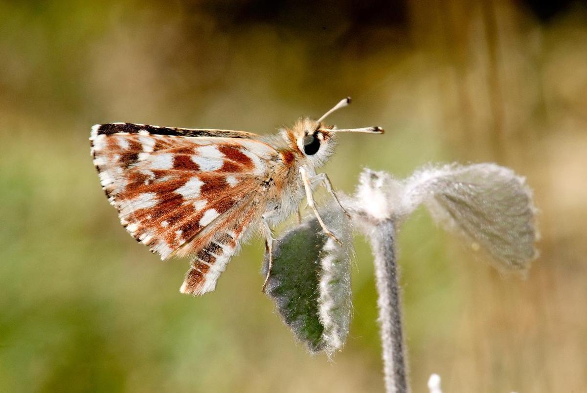 Ejemplar macho de 'Spialia rosae' en Sierra Nevada, Granada.