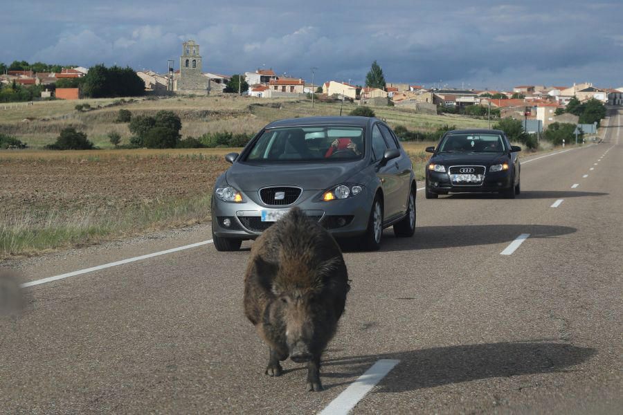 Un jabalí por la carretera de Pereruela