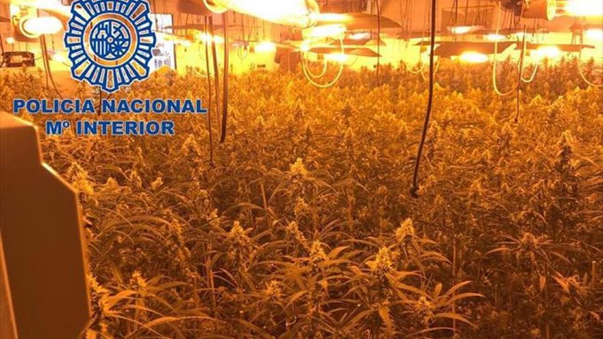 Nueve detenidos con más de 2.600 plantas de marihuana en 15 días