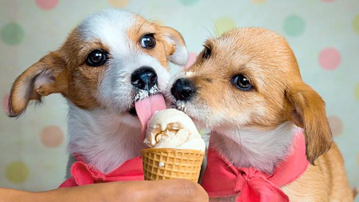 4 recetas de helado para perros: cómo hacer estas recetas fáciles y sanas para refrescar a tu mascota 4