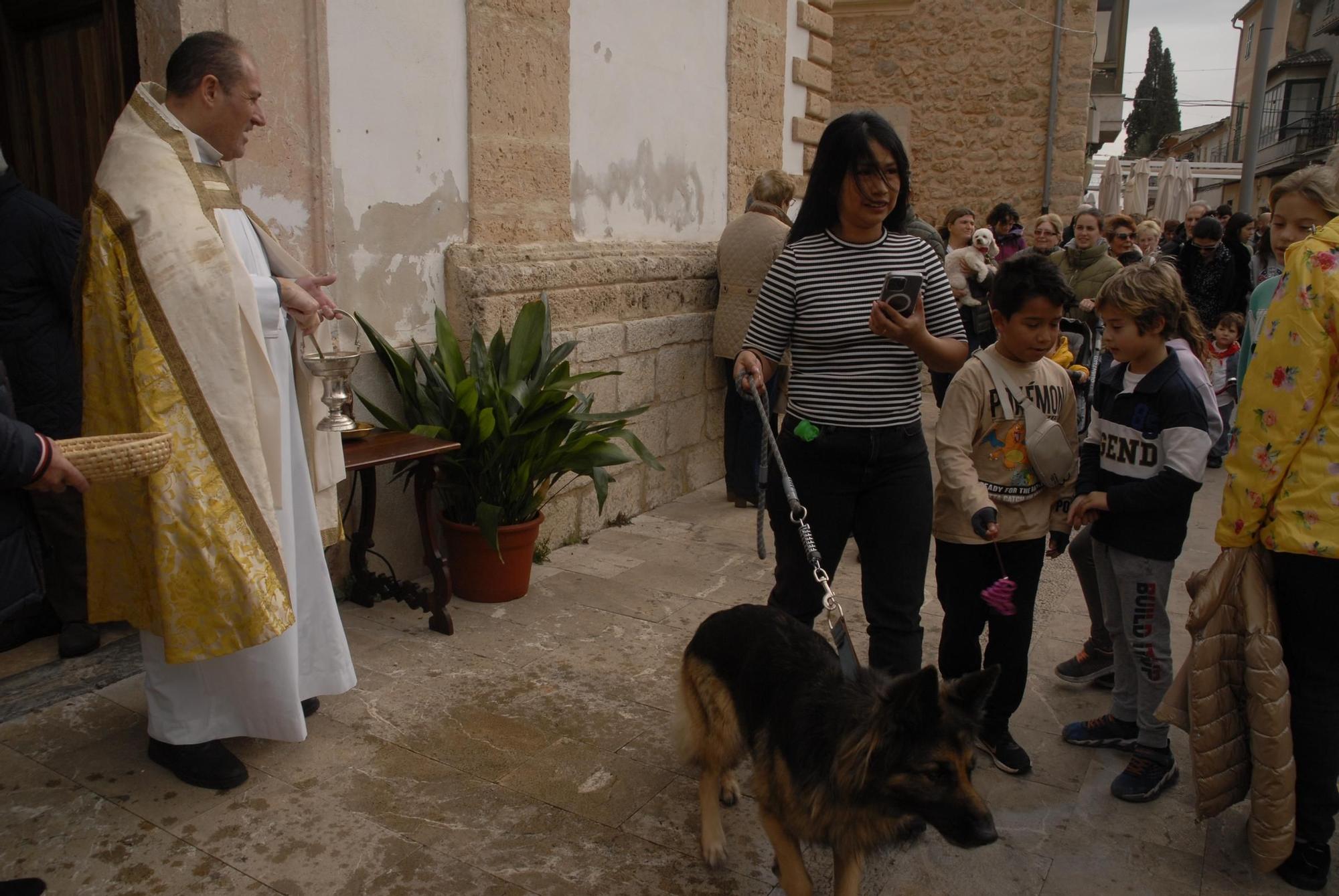 Sant Antoni | Las 'Beneïdes' de los pueblos de Mallorca, en imágenes