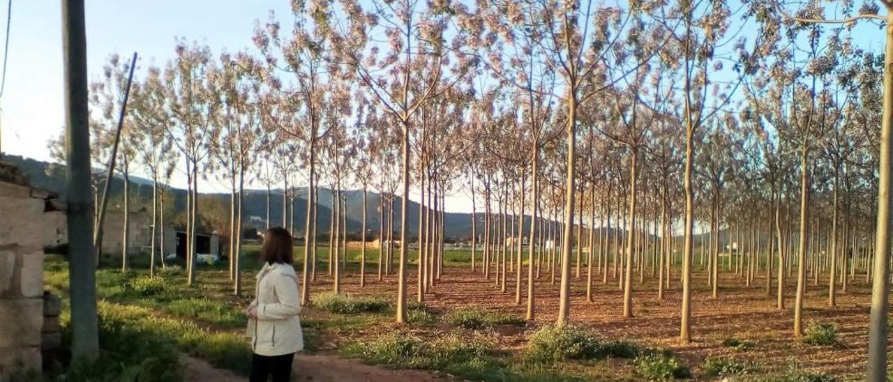 Imagen de una finca situada junto a la autopista de Alcúdia, en sa Pobla, con un buen número de paulownias en intensivo.