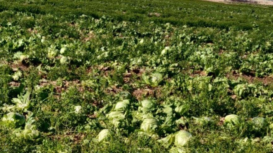 Denuncian un  nuevo abandono de cultivo de lechugas  en Jumilla | SALVEMOS EL ARABÍ