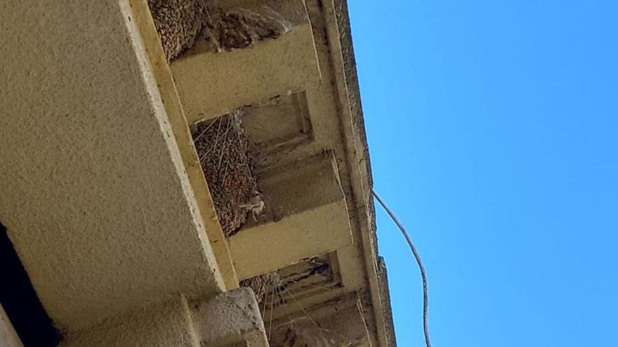 Nidos de aviones en Santa Clara-Fernández Duro