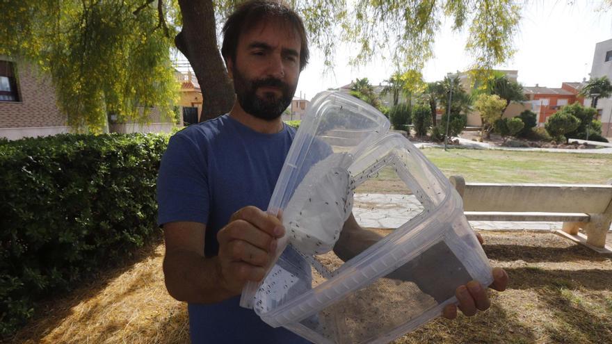 El plan piloto de esterilización de mosquito tigre probado en la Ribera se exporta a València, Castellón, Torrent, Paterna y Sagunt