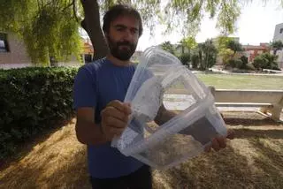 El plan piloto de esterilización de mosquito tigre probado en la Ribera se exporta a València, Castellón, Torrent, Paterna y Sagunt