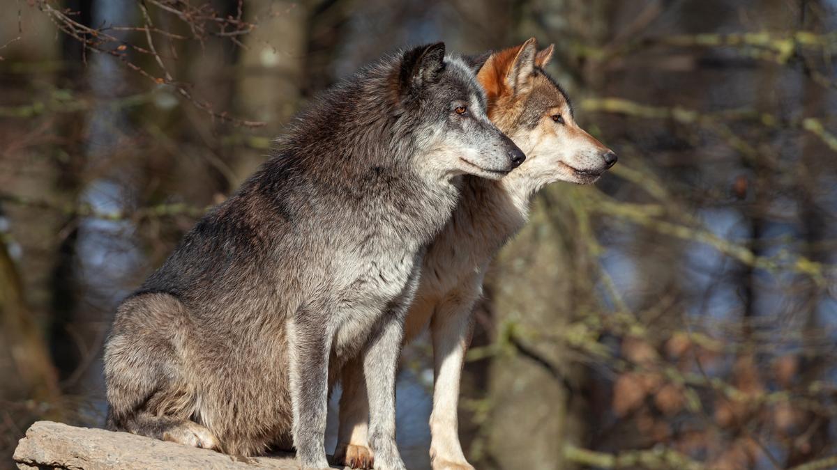 La región de Asia donde los lobos evolucionaron a perros domésticos - Viajar