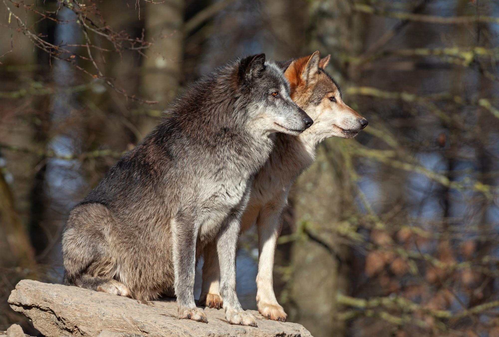 Asia lobos y perros