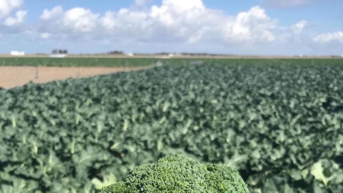 Cultivos de brócoli en el municipio de Lorca.