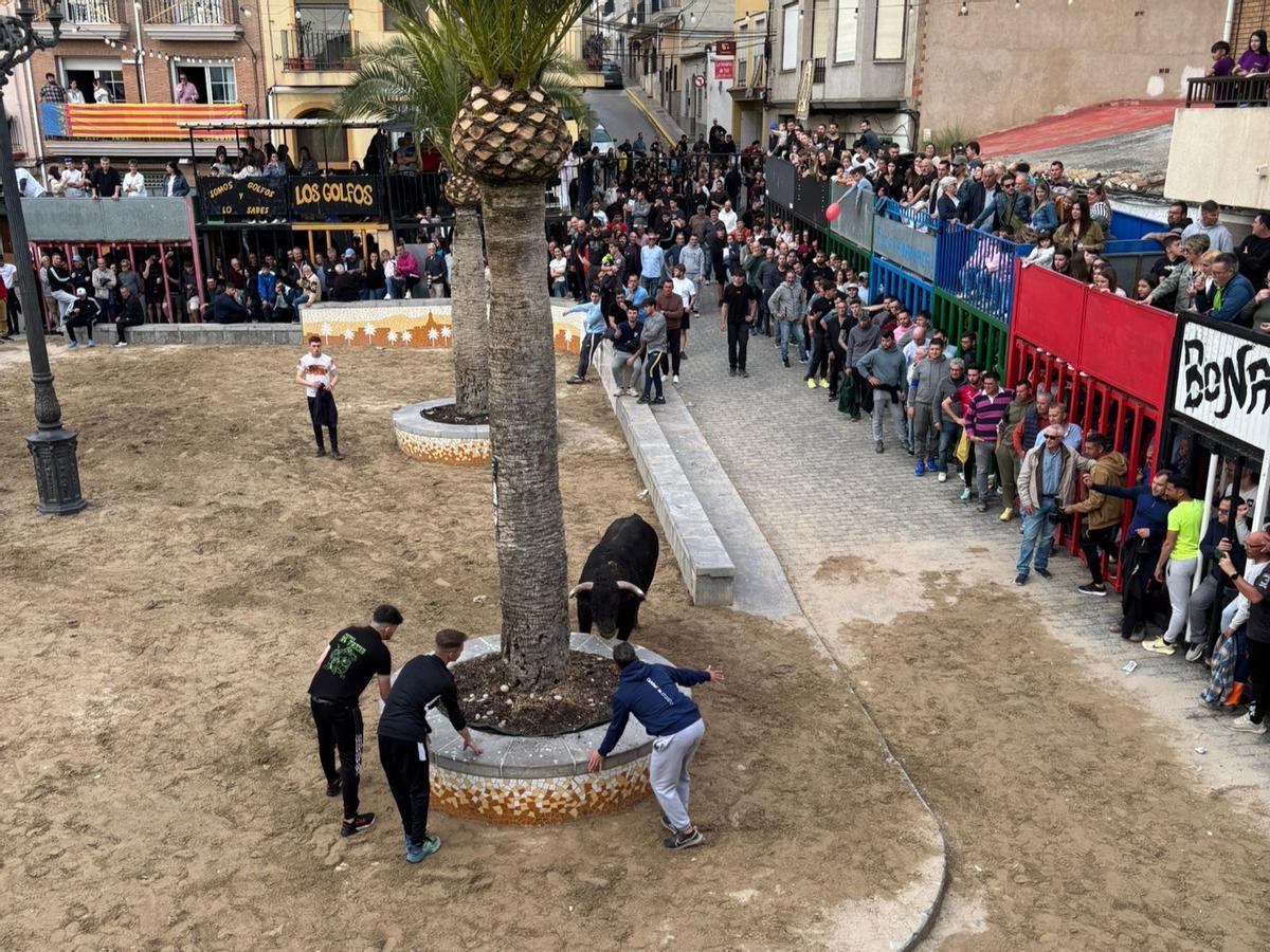 Festejos taurinos en La Llosa.