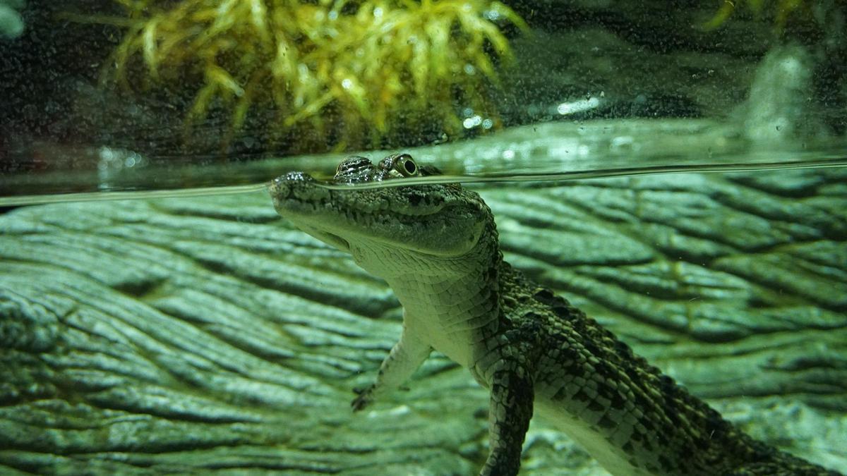 Caimán de anteojos en acuario sevilla