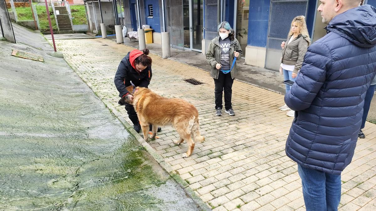 Una joven prepara para su paseo a Pilón, el mastín ciego rescatado por los bomberos.
