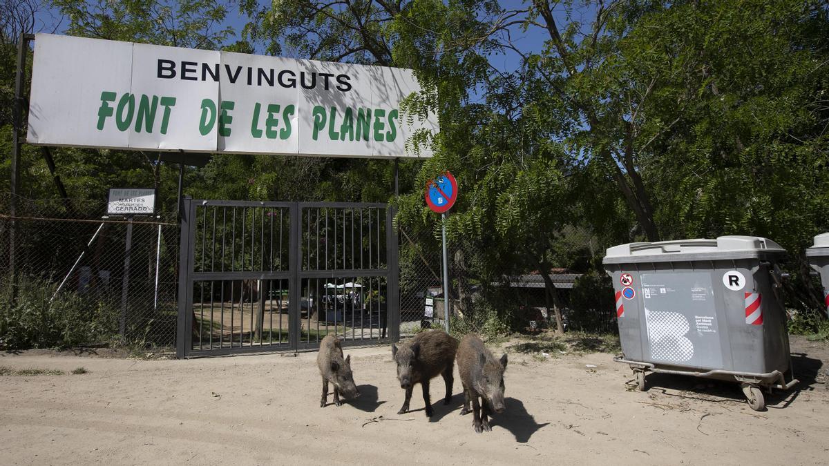 Un grupo de jabalís se acercan al merendero de Les Planes.