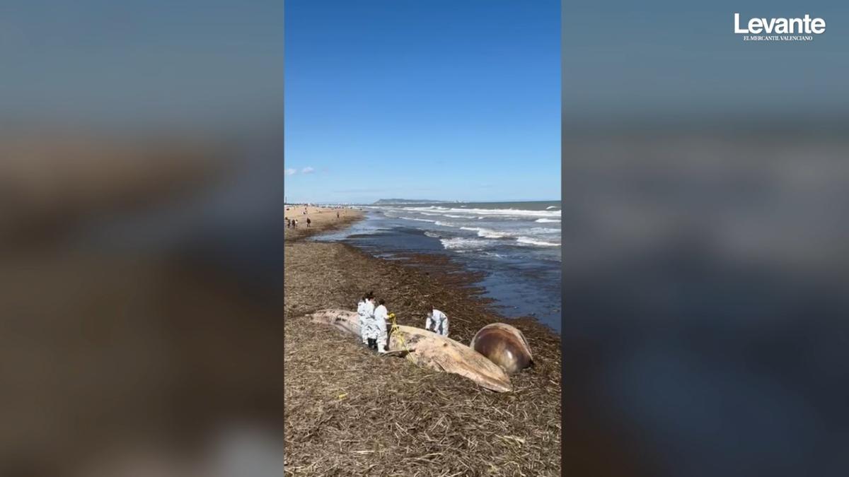 Una ballena de 8 metros aparece muerta en la playa de Gandia
