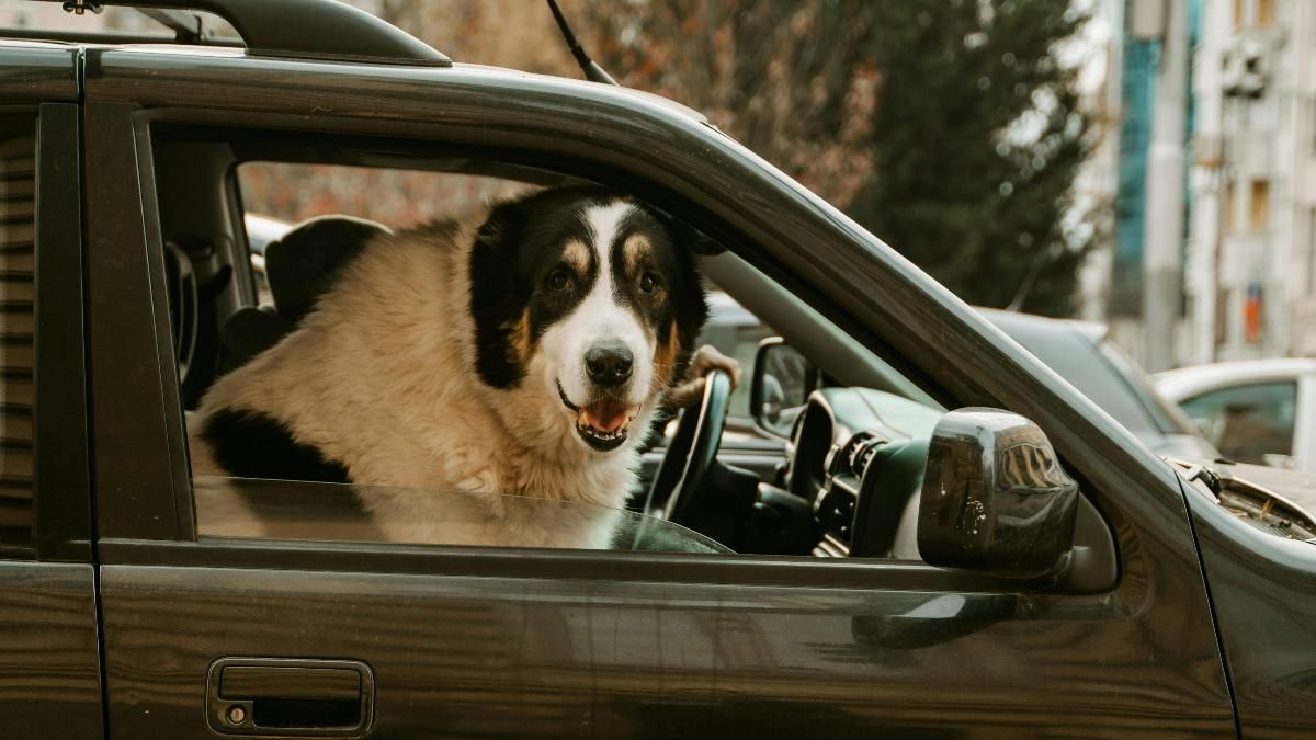 Viajar con mascota.