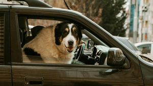 Viajar con mascota.