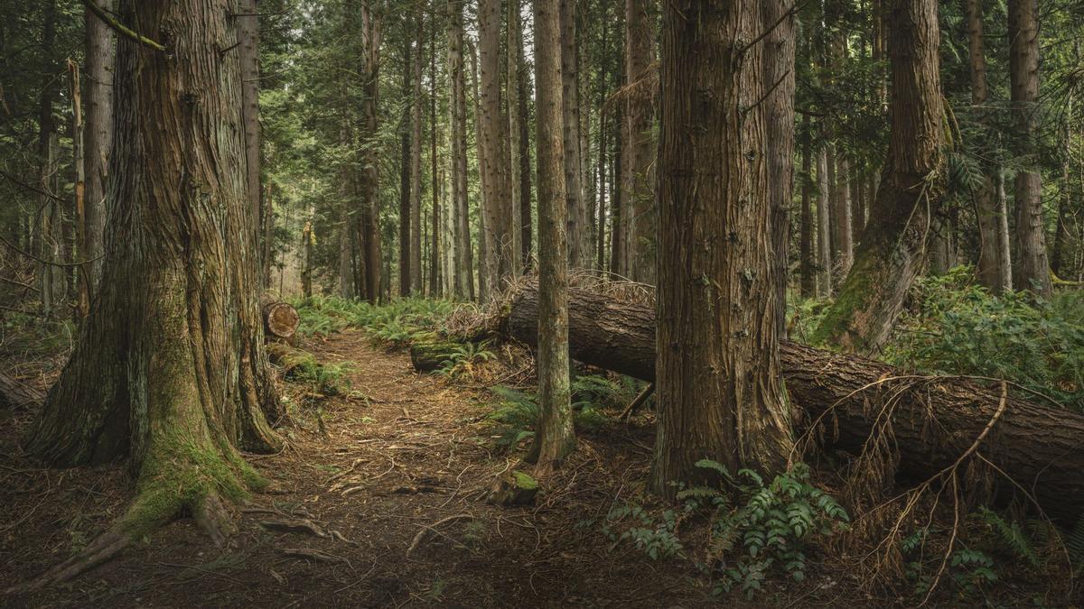 Каких лесов больше. Джакуевский лес Астрахань. В Астрахани есть леса. Лес в Астрахани где находится. Астрахань лес на аву.