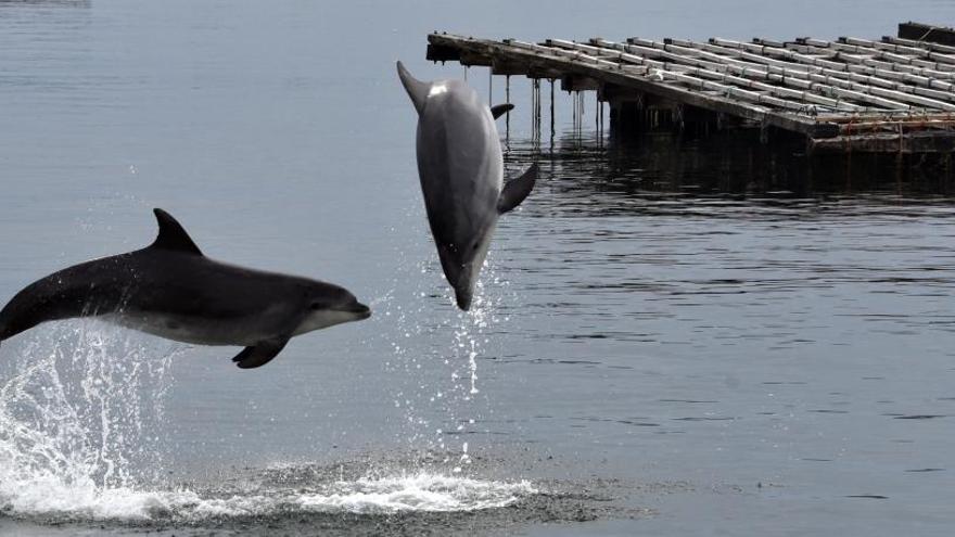 Delfines entre bateas en la ría.