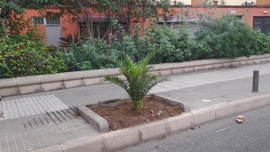 El Ayuntamiento replantará casi un centenar de árboles y palmeras en los viales de la ciudad