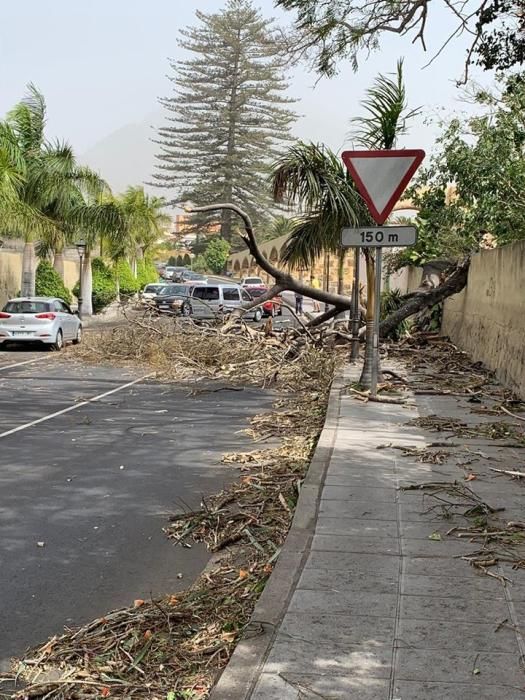 Numerosas incidencias en Tenerife por el viento.