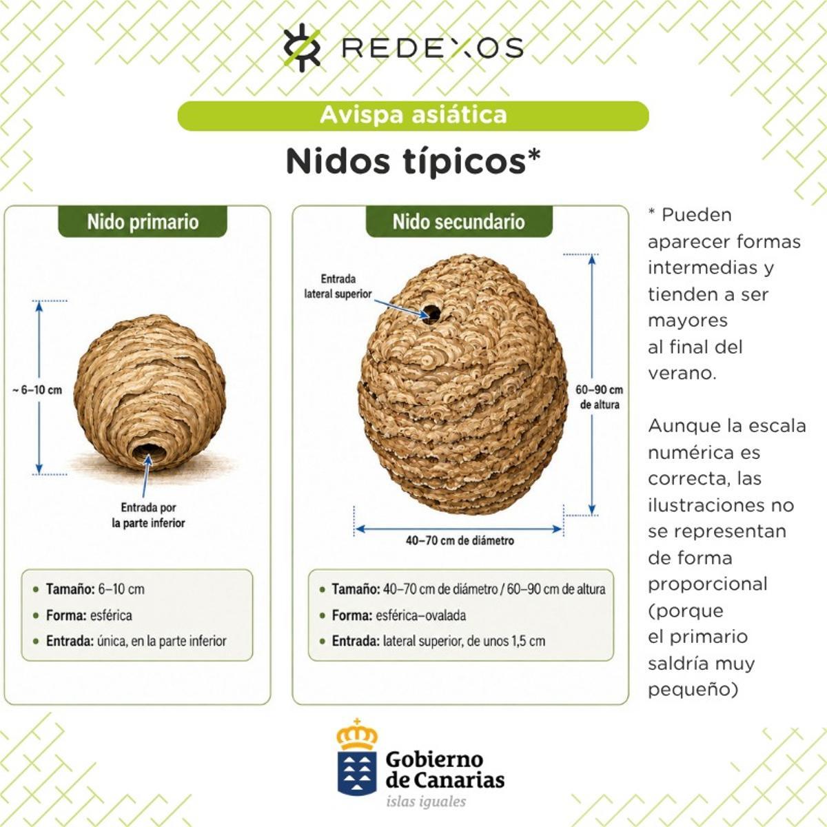 ¿Cómo son los nidos?