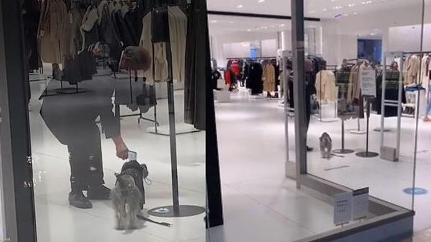 Captura del vídeo de Tiktok on un vigilant de seguretat pren la temperatura a un gos