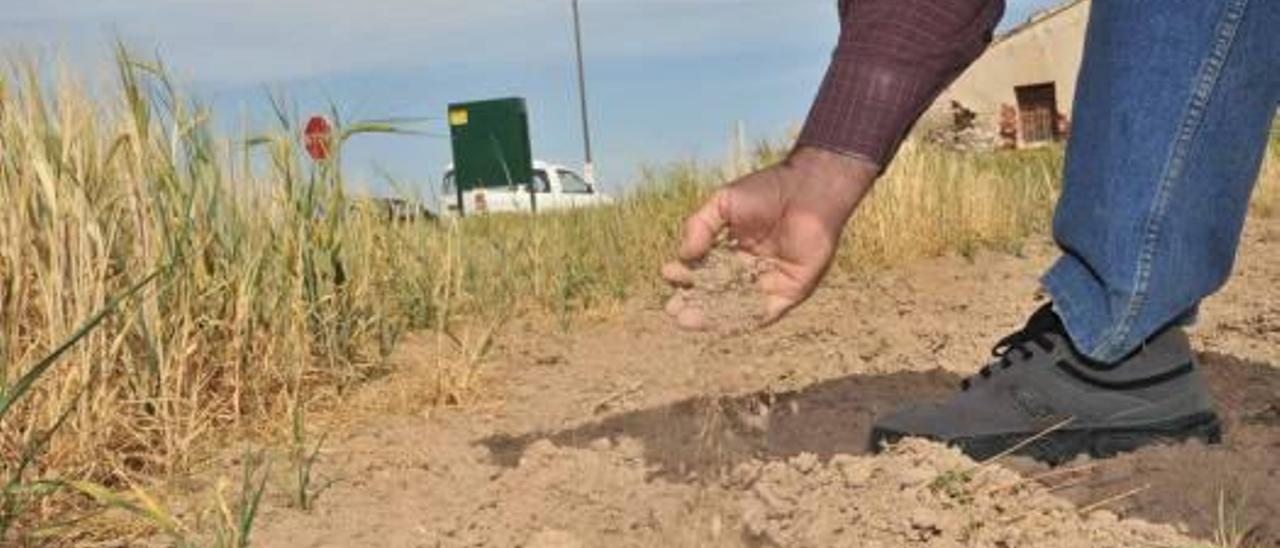 La dramática sequía asfixia a más de seis mil agricultores y 142.000 hectáreas en la provincia