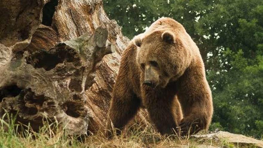El oso es uno de los habitantes del zoo situado en Lugo.