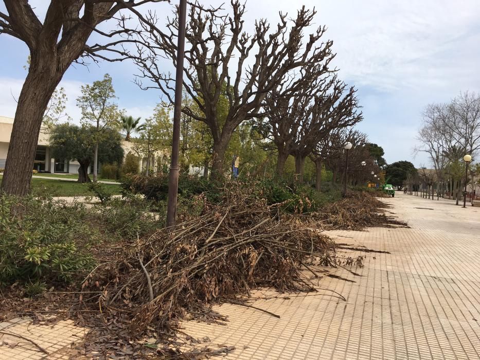 Ramas caídas en la Universidad de Alicante