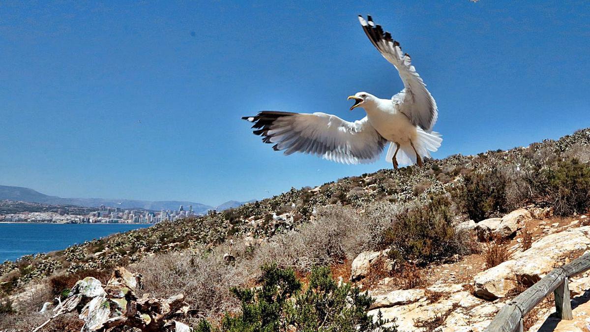 La isla de Benidorm acogerá un centro de interpretación ambiental en lugar del bar ilegal