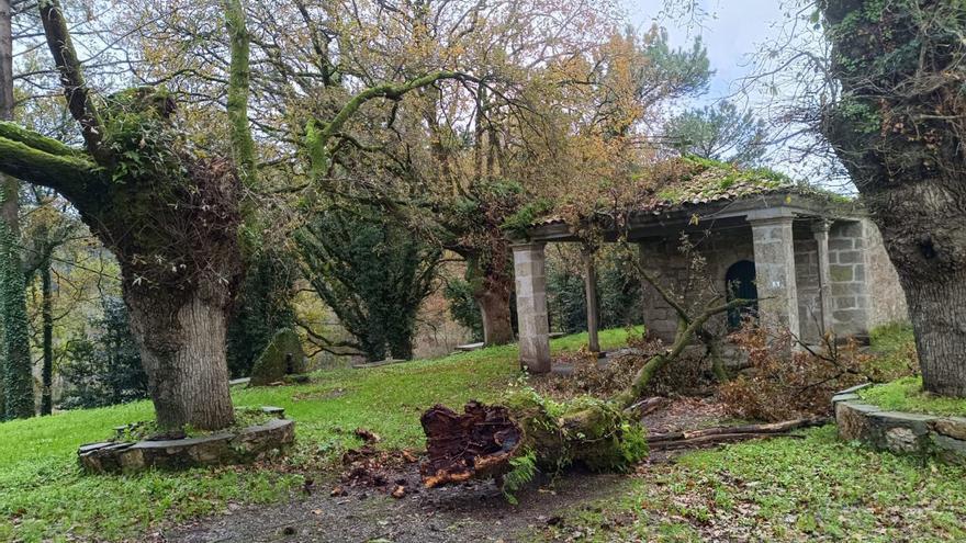 El árbol, ayer, tras el derrumbe.