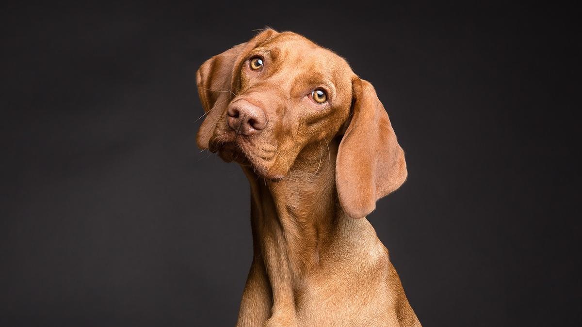 Un perro mira a la cámara en una imagen de archivo