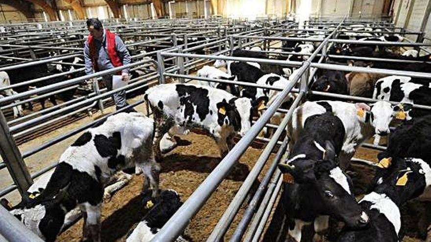Vacas y terneros en la primera subasta de ganado de este año en la Central Agropecuaria de Galicia en Silleda.
