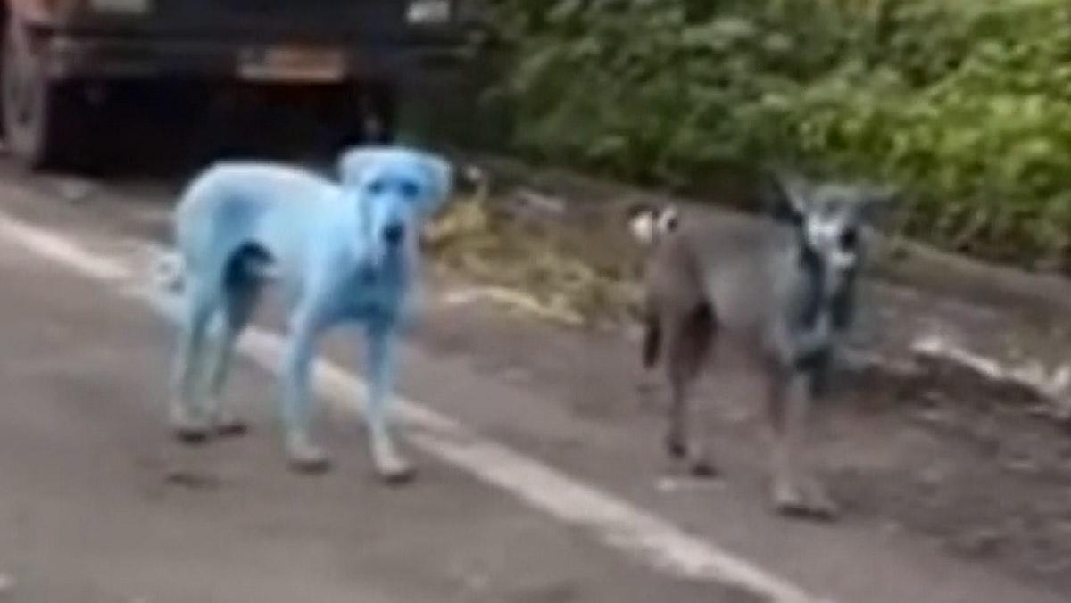 Hay perros en la India que se vuelven azules al beber agua contaminada del río Kasadi.