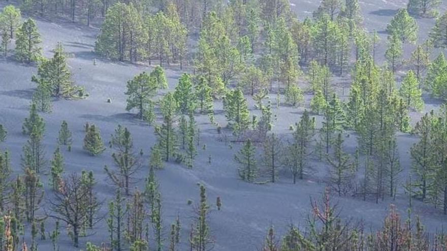 El espectacular caso del renacer del pino canario tras la erupción del volcán de La Palma