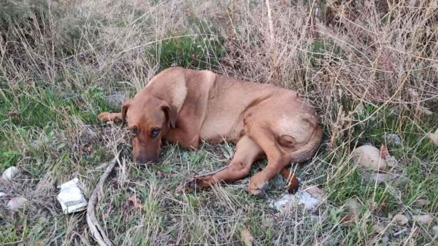 Galgos del Sur rescata a Valiente, un perro atropellado en la carretera -  Diario Córdoba