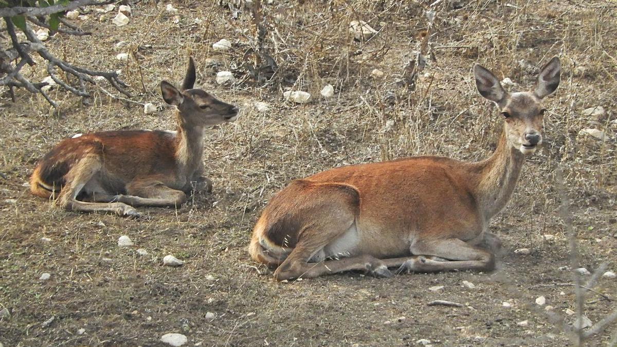 Dos hembras en la montaña xixonenca. | J.ALBORS