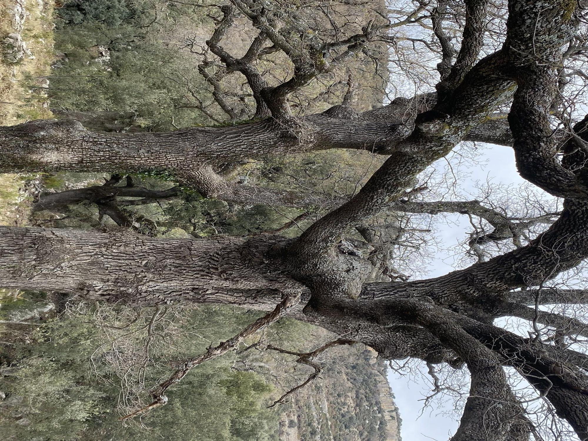 Las mejores imágenes del Barranc dels Horts, un tesoro natural en el corazón de Castellón