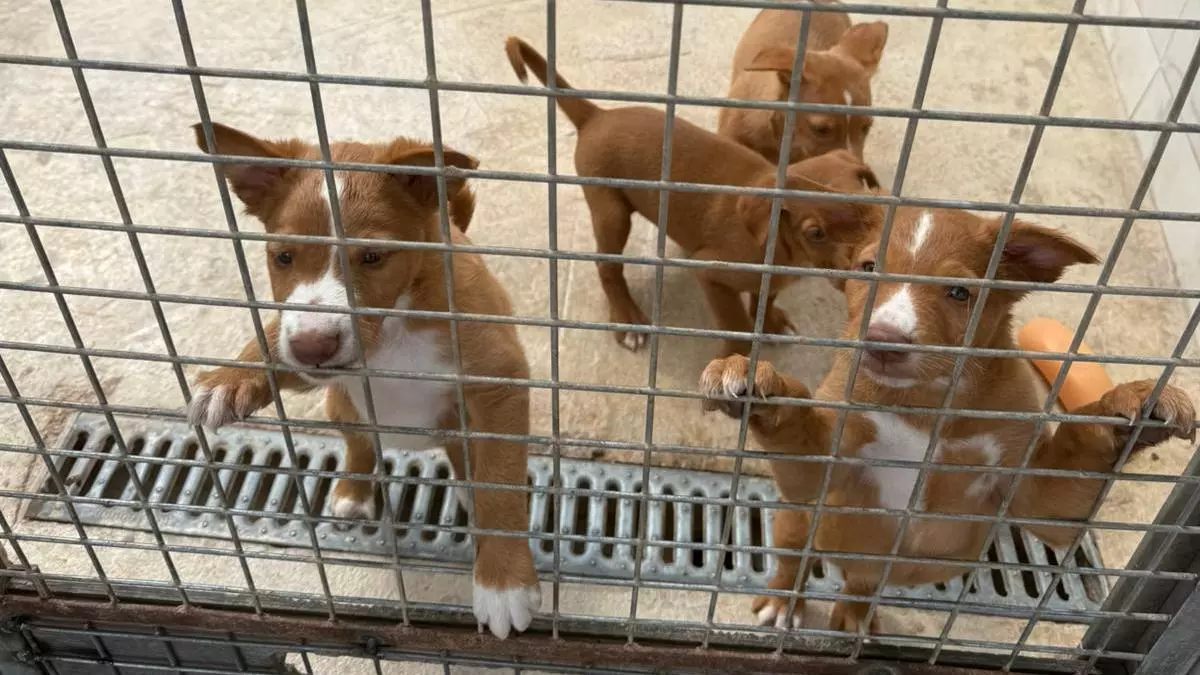 Llamamiento de urgencia: Buscan acogida o adopción para los perros de la 'casa de los horrores' de l'Alcora