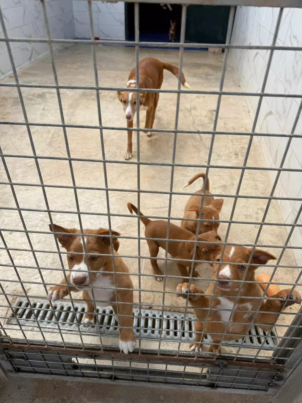 Vídeo: Buscan acogida o adopción para los perros de la 'casa de los horrores' de l'Alcora