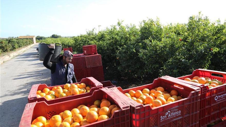 Un acuerdo comercial entre la UE y Sudamérica amenaza la naranja de Castellón
