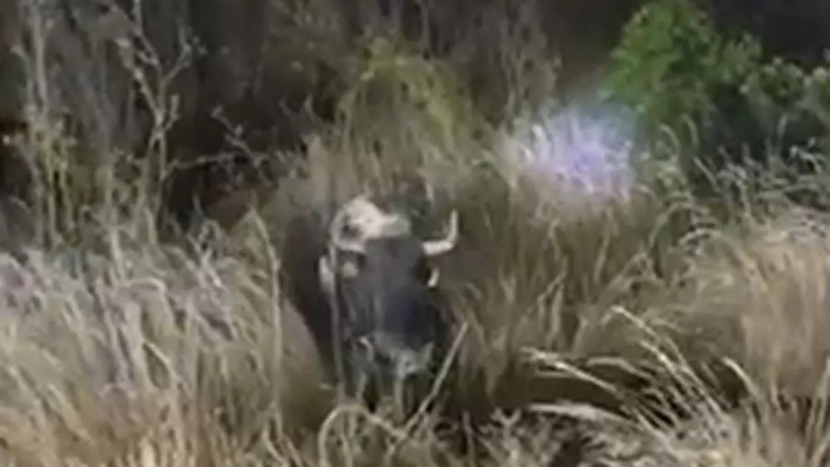 Cinco vacas escapadas siguen sueltas, pero localizadas, en el término de Alcalà